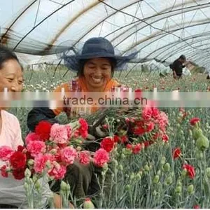 Manufacture Greenhouse Plastic Film for Fruits Vegetables Flowers thumbnail-2