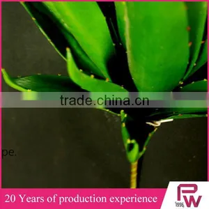 Indoor Ornamental Tropical Green Foliage Plants Sale thumbnail-1