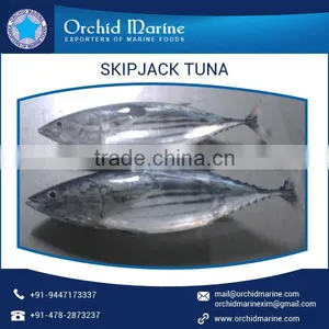 Delicious/ Highly Nutritious Whole Round Skipjack Tuna at Affordable Price thumbnail-1