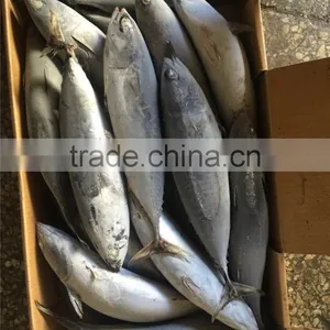 Top Grade Frozen Pacific Mackerel for Sale thumbnail-2