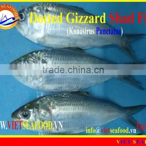 FROZEN W/R DOTTED GIZZARD SHAD FISH thumbnail-1