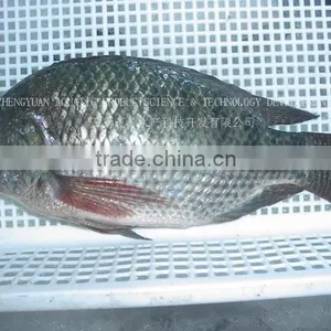High Quality Whole Round Tilapia thumbnail-1