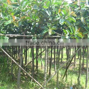 Ficus Elastica Middle-east Landscaping Trees thumbnail-1