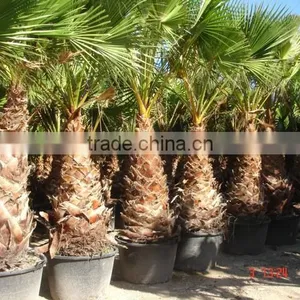 Washingtonia Robusta "Mexican Fan Palm" thumbnail-3