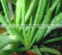 Aloe Vera thumbnail-1