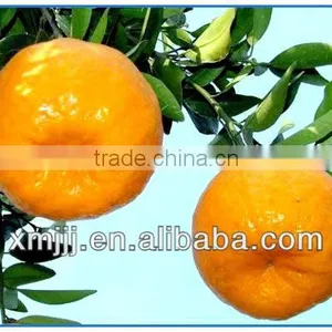 Best Baby Orange Fruit thumbnail-5