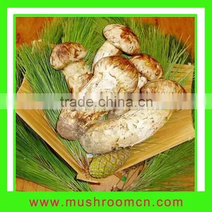 Wild Mushroom Matsutake thumbnail-1