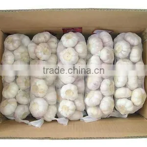 Pure White Garlic thumbnail-1