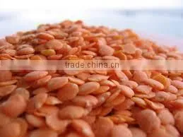 Fresh Indian Red Lentil thumbnail-2