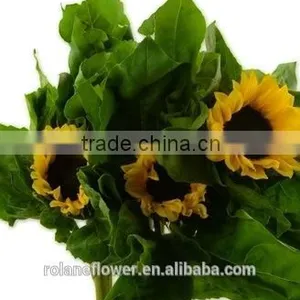 Good Smell Peonies Cut Flowers Chinese Sunflower From Kunming thumbnail-2