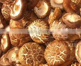 Agaricus Campestris Mushroom Polysacchrides 20% Standard Herbal Extract thumbnail-1