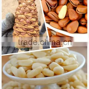 2014 Crop Pine Nut Kernels, Red Pine Nut Kernels 650pcs, 700pcs thumbnail-1