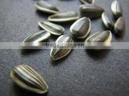 SUNFLOWER SEEDS thumbnail-1