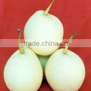 ya Pears 2015 for Sales thumbnail-1