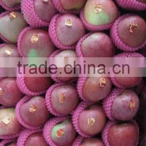 Shanxi Qinguan Apple thumbnail-1