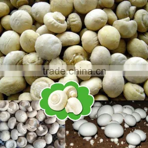 Frozen Agaricus Bisporus IQF Agaricus Bisporus thumbnail-2