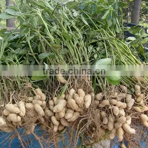 Manufacture Factory of Peanut in Hell and Dried Peanut thumbnail-1