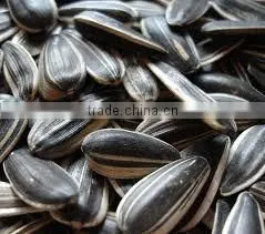 Bulk Buy Chinese Sunflower Seeds 5009 Sunflower Seeds thumbnail-4
