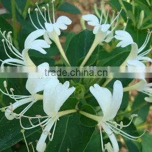 Chinese Herbal Dried Honeysuckle Flower Healthy and Natural thumbnail-4