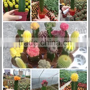 Notocactus Leninghausii Cactus Plants thumbnail-3