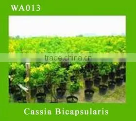 Cassia Bicapsularis Farms thumbnail-1