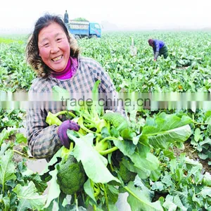 Vegetable Precision Mini Seed Planter thumbnail-6