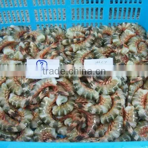 Frozen Cat Tiger Shrimps thumbnail-1