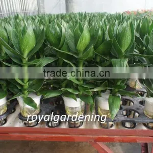 Dracaena Sanderiana Lotus 3 Pcs in One Pot thumbnail-1