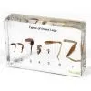 QF Educational Mounted Specimen Teaching Aids - Types of Insect Legs thumbnail-1