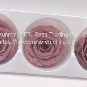 Buy Forever Rose With Best Quality at Lowest Price From Kunming thumbnail-3
