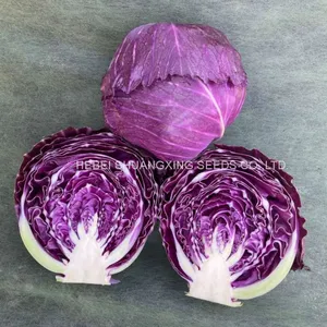 Heat Resistant f1 Hybrid Cabbage Seeds thumbnail-3