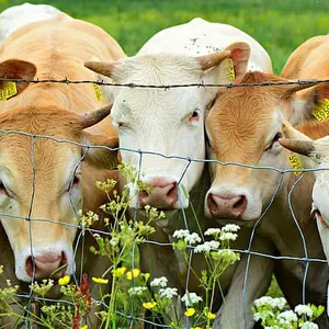 Hot Sale 6 Post 8ft Galvanized Cattle Sheep Pen Horse Fence thumbnail-5