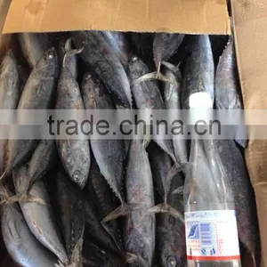 15kgs per Carton Sea Frozen Bonito and Auxis Thazard thumbnail-4