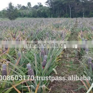 Fresh Pineapples thumbnail-4