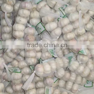 Normal White Garlic thumbnail-1