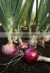 Natural Onion Oil thumbnail-1