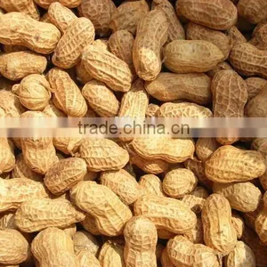 Roasted Peanut in Shell for Recipes thumbnail-4