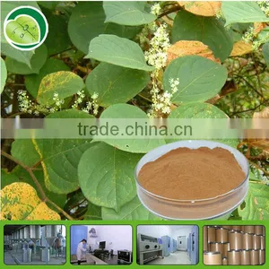 High Quality Polygonum Cuspidatum Extract/resveratrol Bulk Powder thumbnail-1