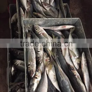 Frozen Whole Round Horse Mackerel 20cm From China Supplier thumbnail-3