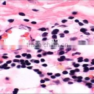 Superfine Medical Prepared Microscope Slides of Moving-point Muscle thumbnail-1