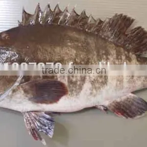 Kue Epinephelus Bruneus Longtooth Grouper thumbnail-1