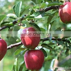 China Fresh Fruit Price for Export Fresh Huaniu Apple thumbnail-6