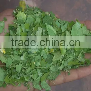 Moringa Leaves thumbnail-6