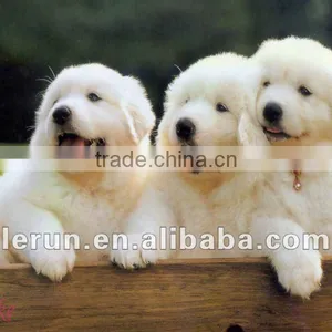 120-150kg/h Dog Food Making Machine Stainless Steel thumbnail-1