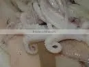 Whole Squid thumbnail-1