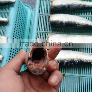 Frozen Sardine HGT With Competitive Price China Origin thumbnail-2