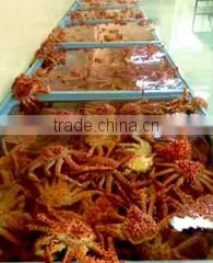 Exportadora Global Seafood Chile S.a. company overview - view 1 thumbnail