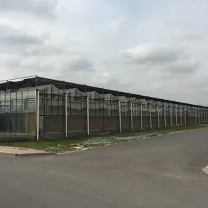 Venlo Glass Greenhouse Agricultural Multi-span Glass Greenhouse thumbnail-4