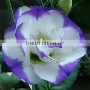 Special Antique Bug Bud Eustoma thumbnail-1
