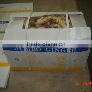 Chinese Fresh Young Ginger thumbnail-1